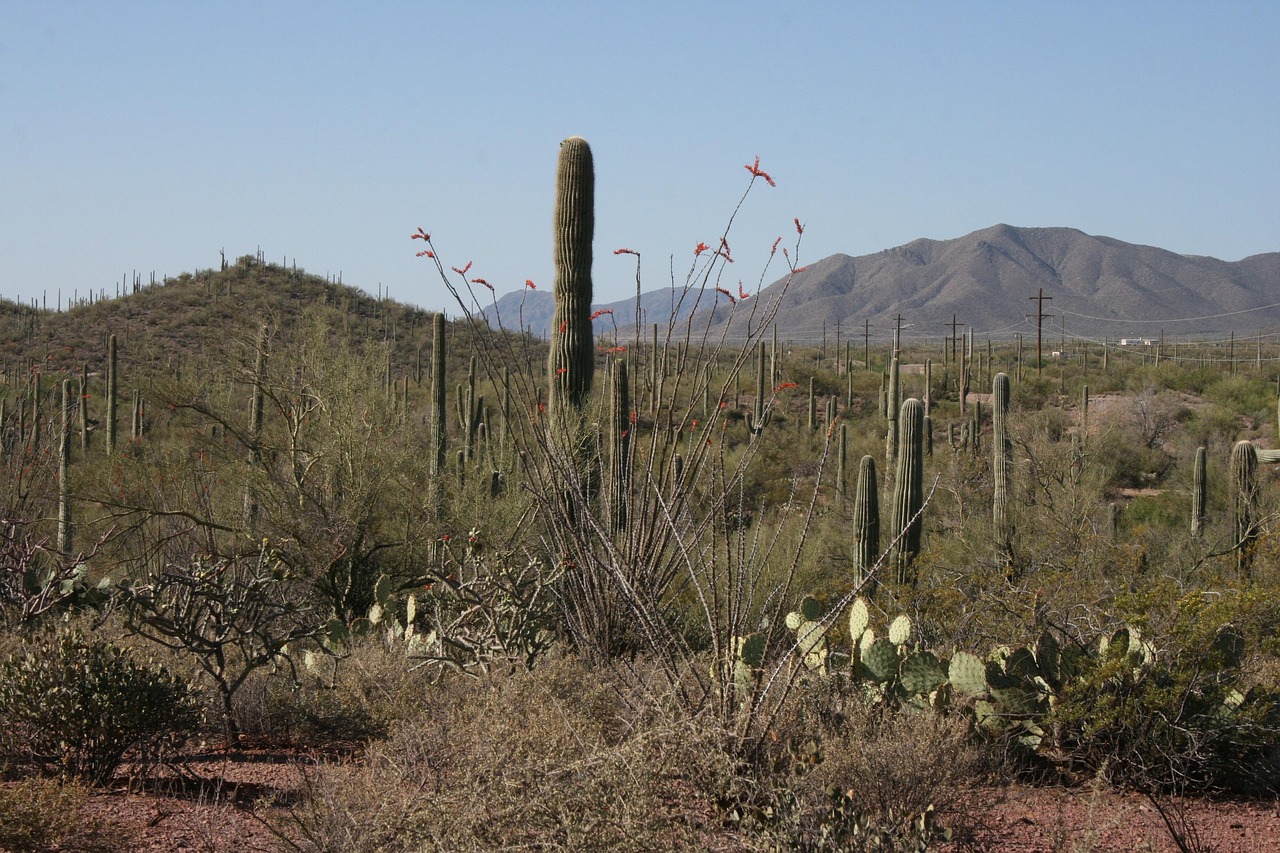 services-03 desert, cactus, arizona, landscape, desert landscape, arizona desert, travel, nature, plant, cacti, saguaro, southwest, scenic