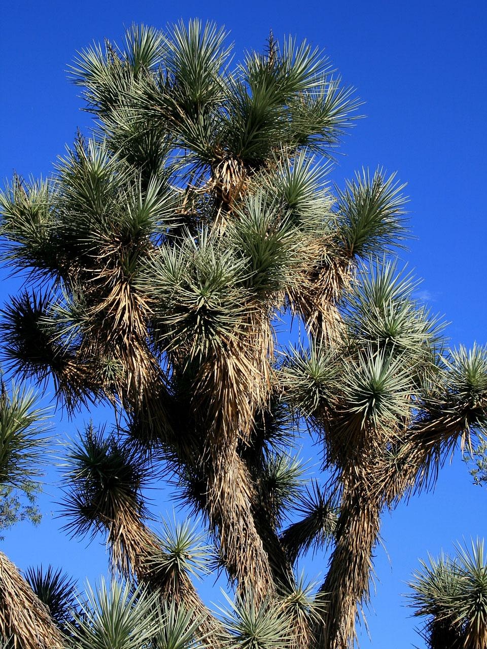 services-04 yucca, plant, desert, arizona, nature, flora, joshua, tree, blue desert, yucca, yucca, yucca, yucca, yucca